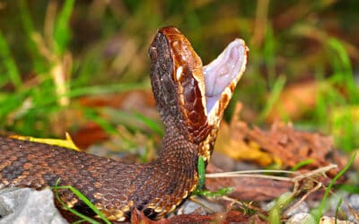 How Dangerous Is The Water Moccasin?