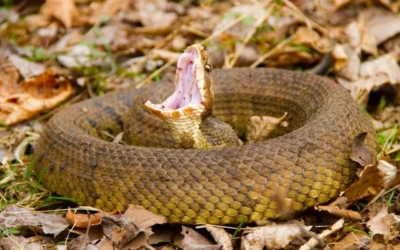 Water Moccasin — How Dangerous Are They & What You Need to Know