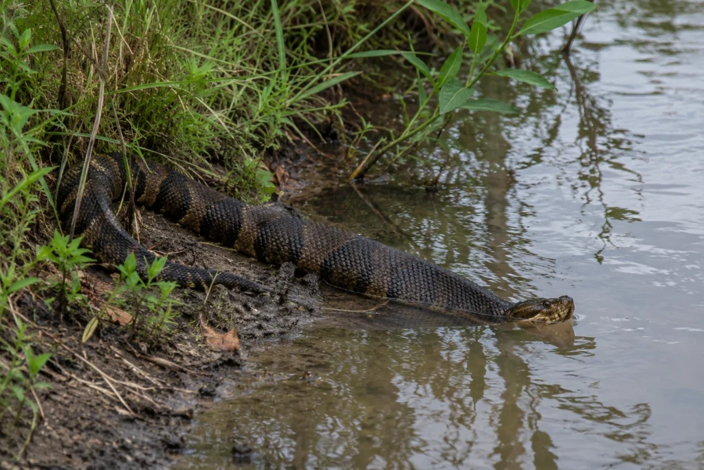 A water moccasin (cottonmouth snake) resting partially submerged at the edge of a Southeast pond, dark body visible against muddy bank.