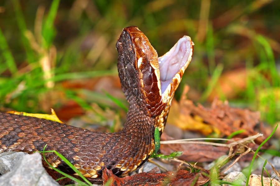 How Dangerous Is The Water Moccasin?