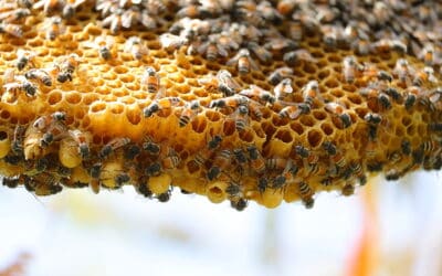 Atlanta Honeybee Relocation Services Benefits