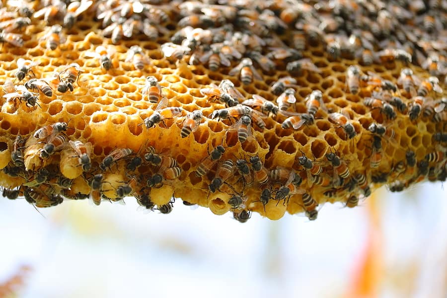 Atlanta Honeybee Relocation Services Benefits