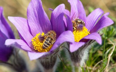 How to Attract Honeybees & Other Pollinators to Your Yard
