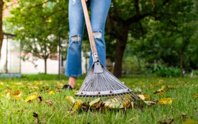 How to Manage Your Lawn & Prevent Lawn Diseases