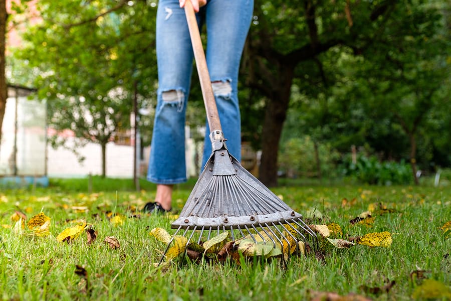 How to Manage Your Lawn & Prevent Lawn Diseases