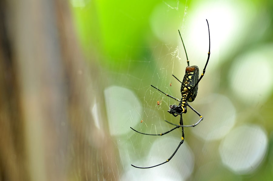 orb weaver