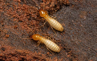 How to Handle a Termite Infestation