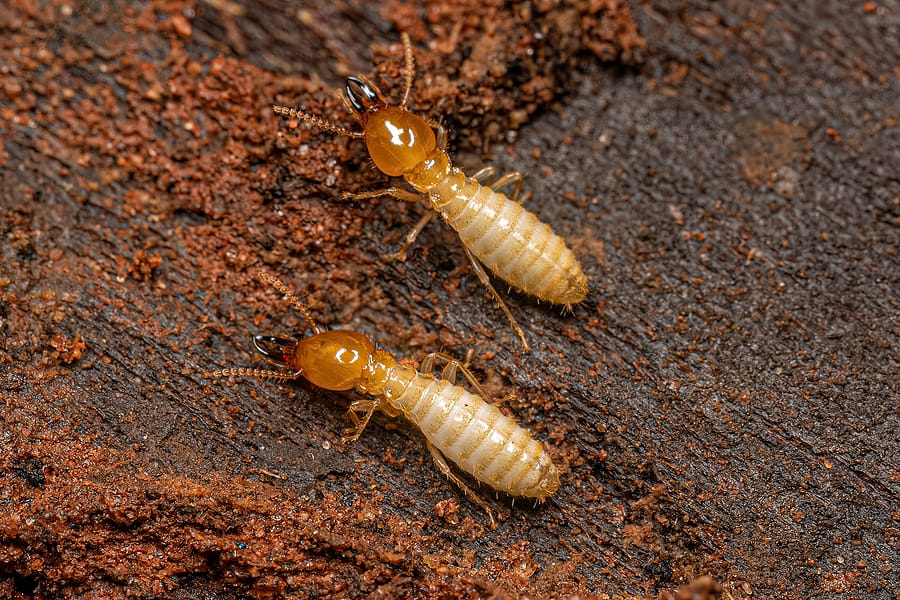 How to Handle a Termite Infestation