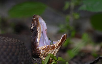 How To Identify A Water Moccasin