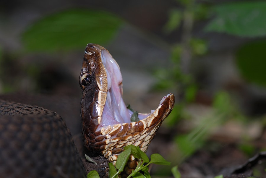 water moccasin