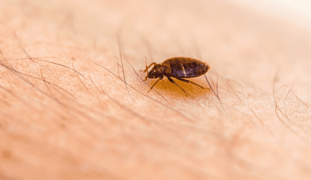 Do Carpet Beetles Bite? Here's Everything You Need To Know