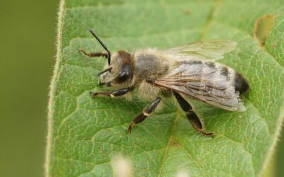 The Differences Between Bumblebees and Honeybees