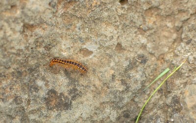 Should I Kill Centipedes In My House?