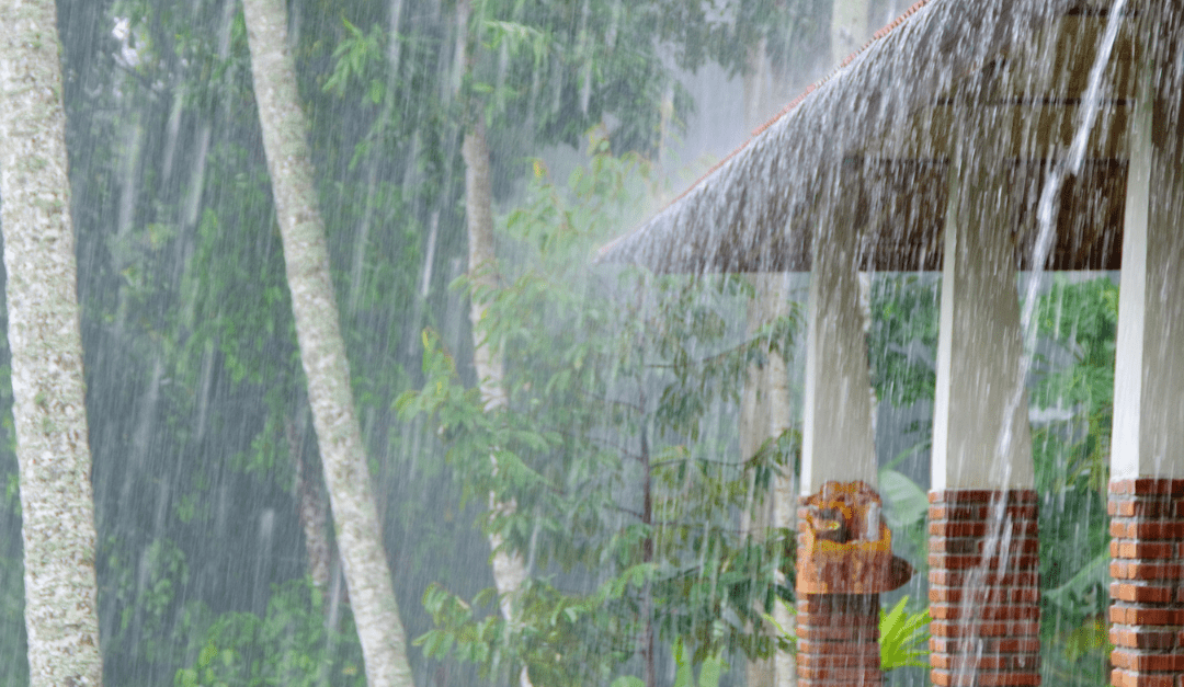 Common Pest Problems After a Miami Hurricane