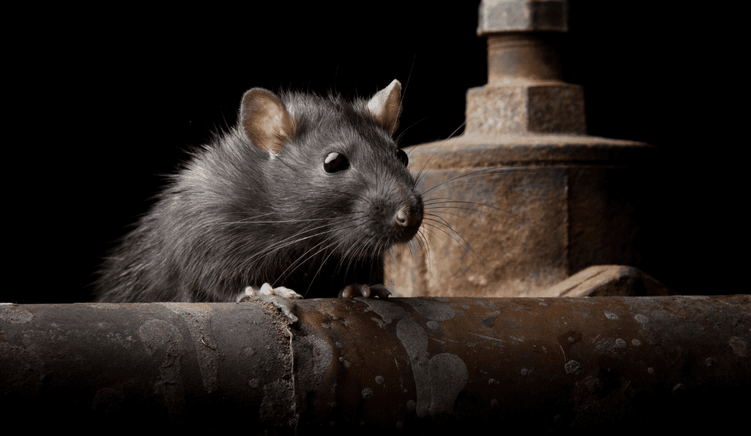 Common Rats and Mice You Might See this Spring