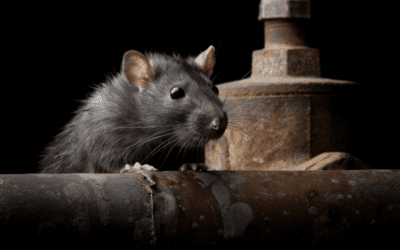 Common Rats and Mice You Might See this Spring