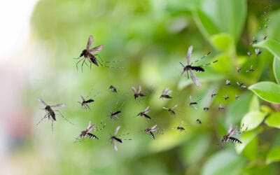 Your Spring Pest Control Checklist