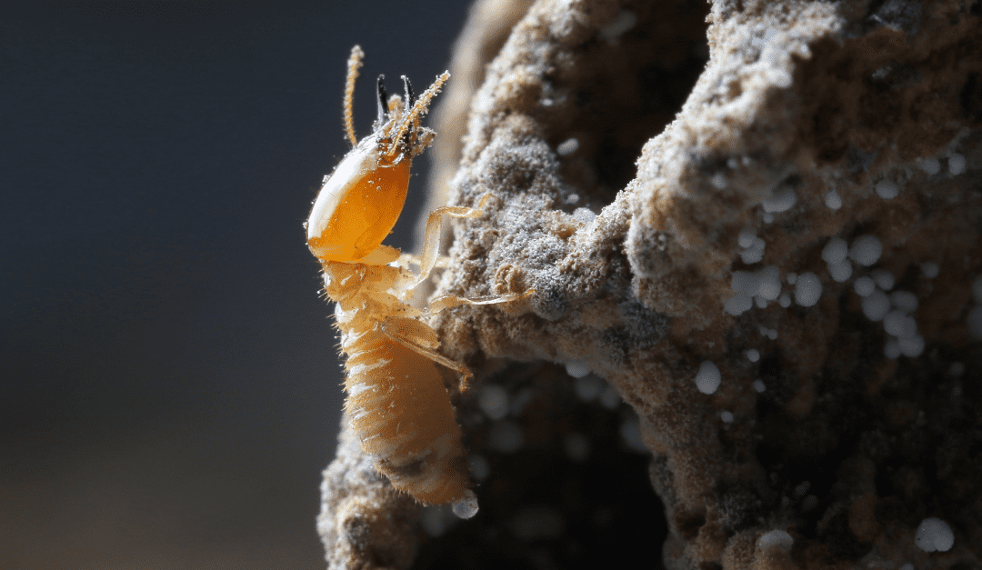 How to Prepare for a Termite Free Summer