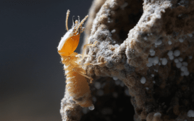 How to Prepare for a Termite Free Summer