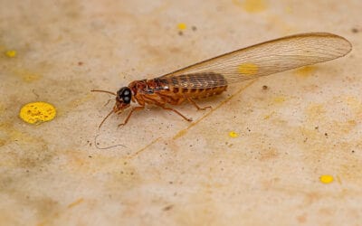 When Are Termites Most Active?