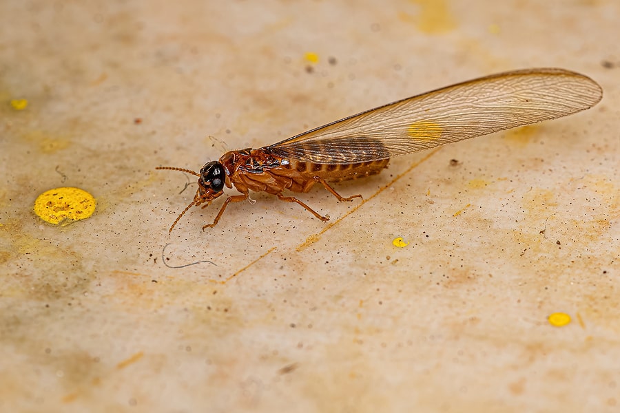 When Are Termites Most Active?