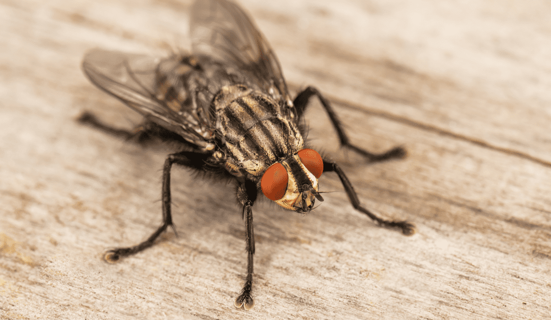 types of flies
