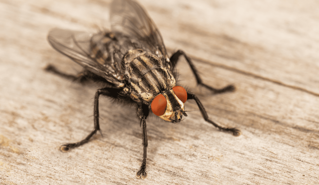 https://www.callnorthwest.com/wp-content/uploads/2023/04/types-of-flies-1080x627.png