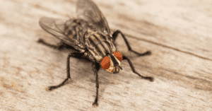 types of flies