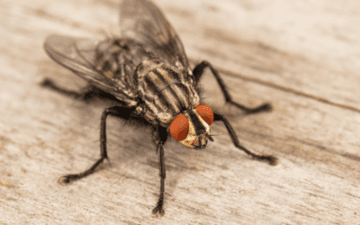 How to Properly Identify & Prevent Common Flies