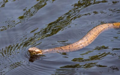 Do Water Moccasins Swim on Top of Water?