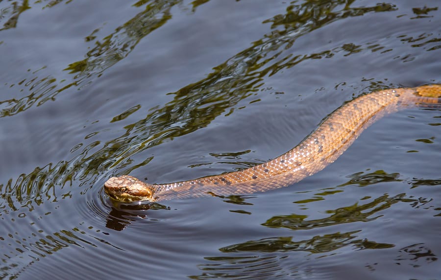 Do Water Moccasins Swim on Top of Water?