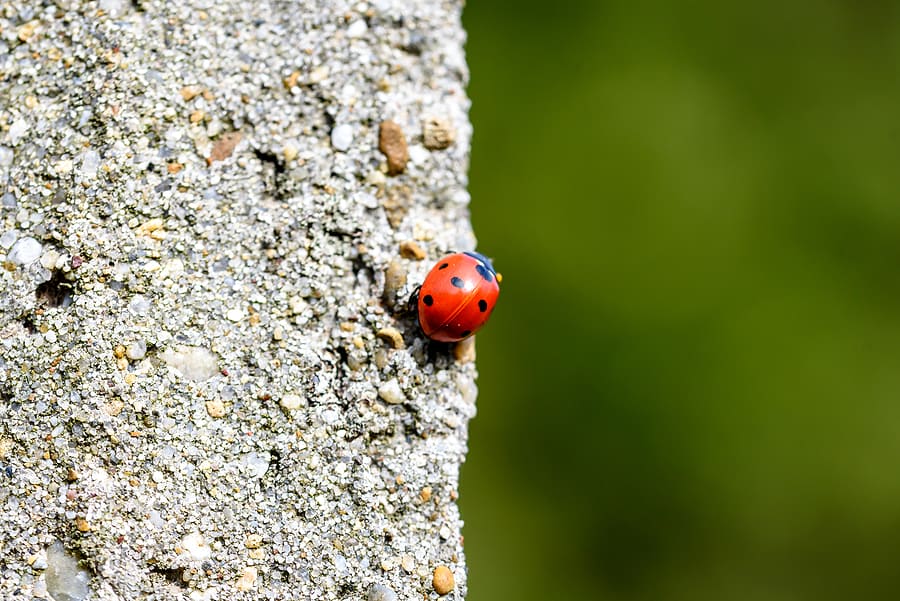 ladybugs