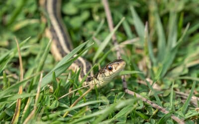 Benefits of Keeping Snakes Around