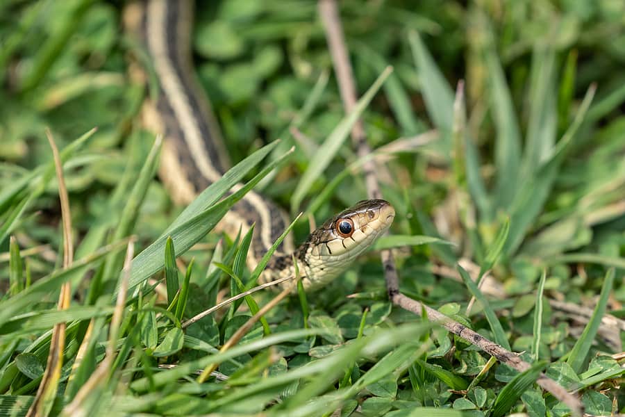 Benefits of Keeping Snakes Around
