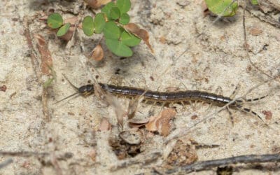 Why You Shouldn’t Kill Centipedes