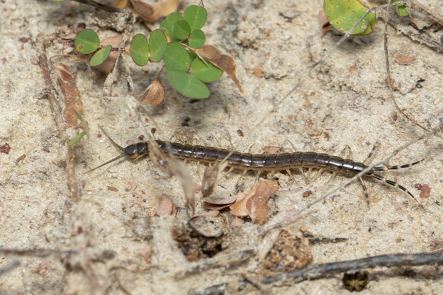 Why You Shouldn’t Kill Centipedes