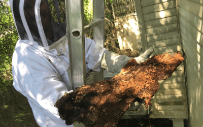 Meet Northwest’s Honeybee Experts