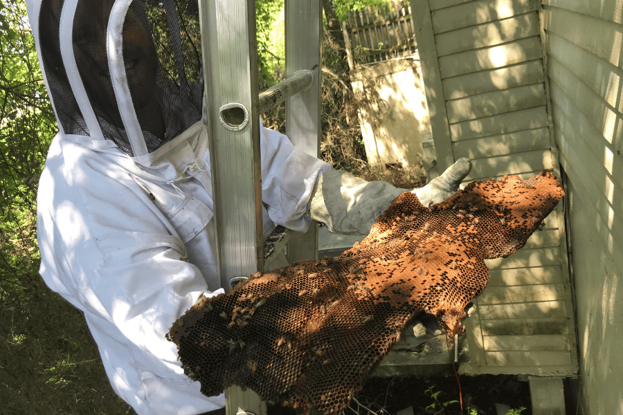 Meet Northwest’s Honeybee Experts