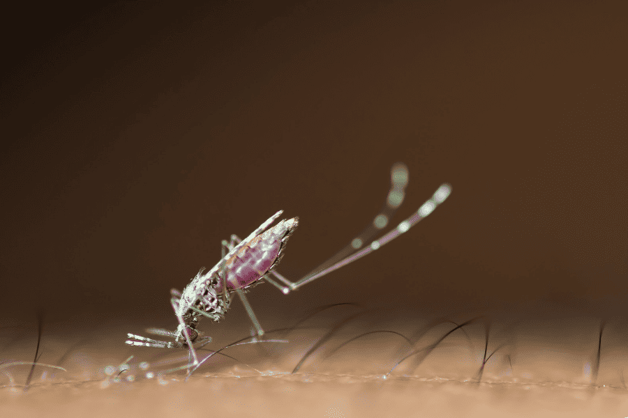 The 411 on Mosquito Bites