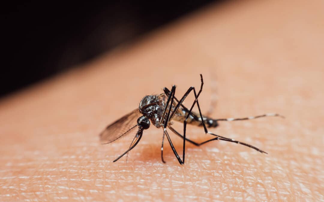 Mosquito Prevention: What South Florida Homeowners Can Do
