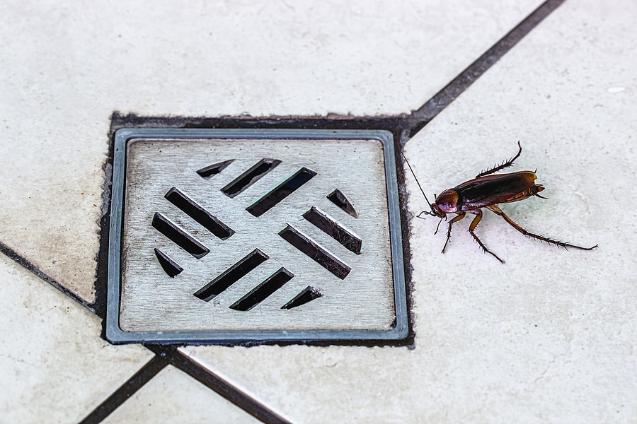 10 Roach Prevention Tips for Rainy Season