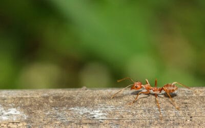 How Can I Avoid Ants in My Palm Springs North, Florida Yard?