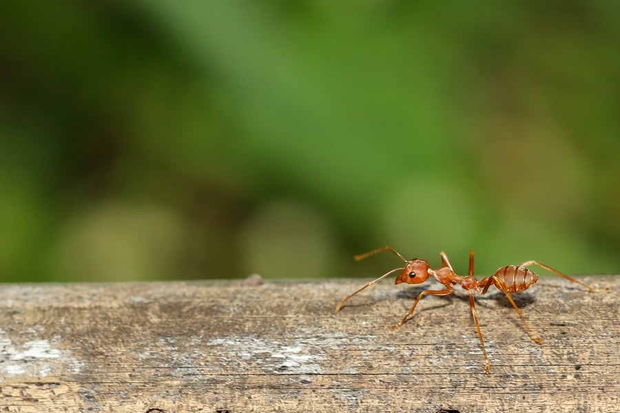 How Can I Avoid Ants in My Palm Springs North, Florida Yard?