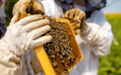 The Importance of Beekeepers & How They Keep Honeybees Safe