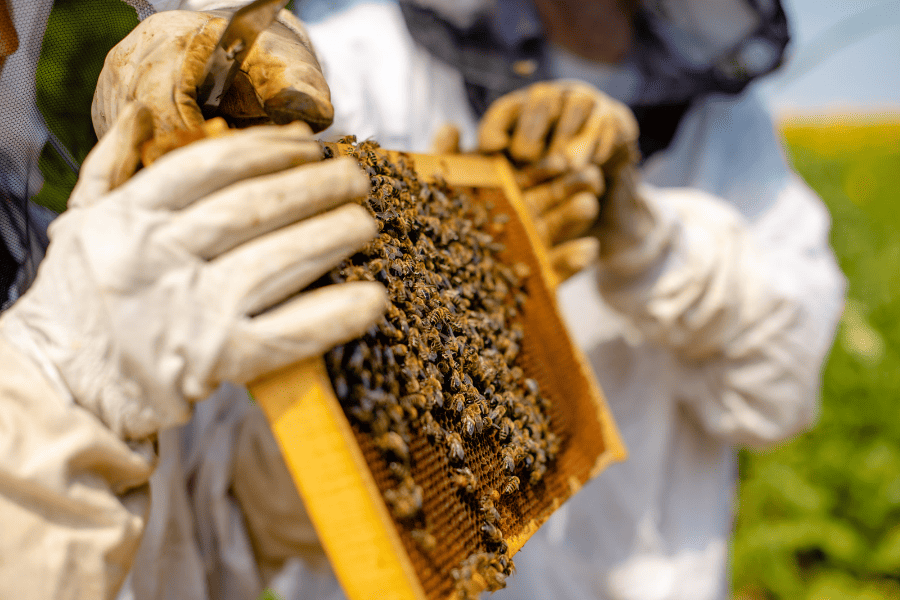 beekeepers