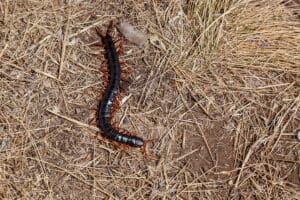 centipedes