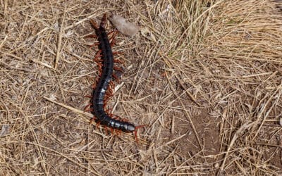 Why Do Centipedes Infest Homes?