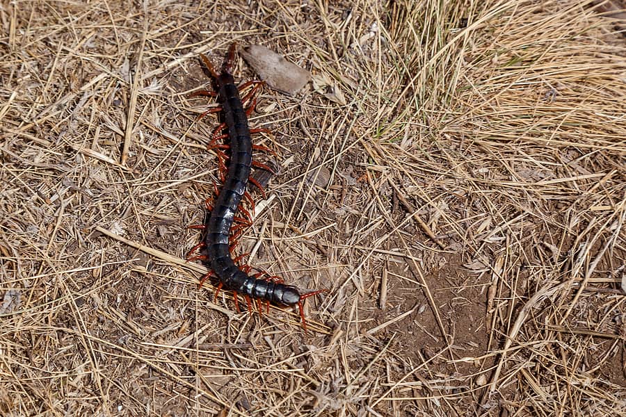 Why Do Centipedes Infest Homes?