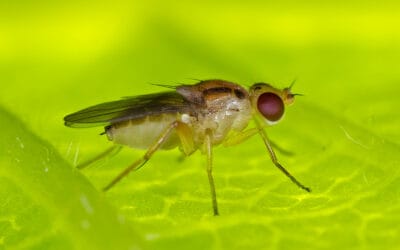 Common Florida Flies to Look Out For