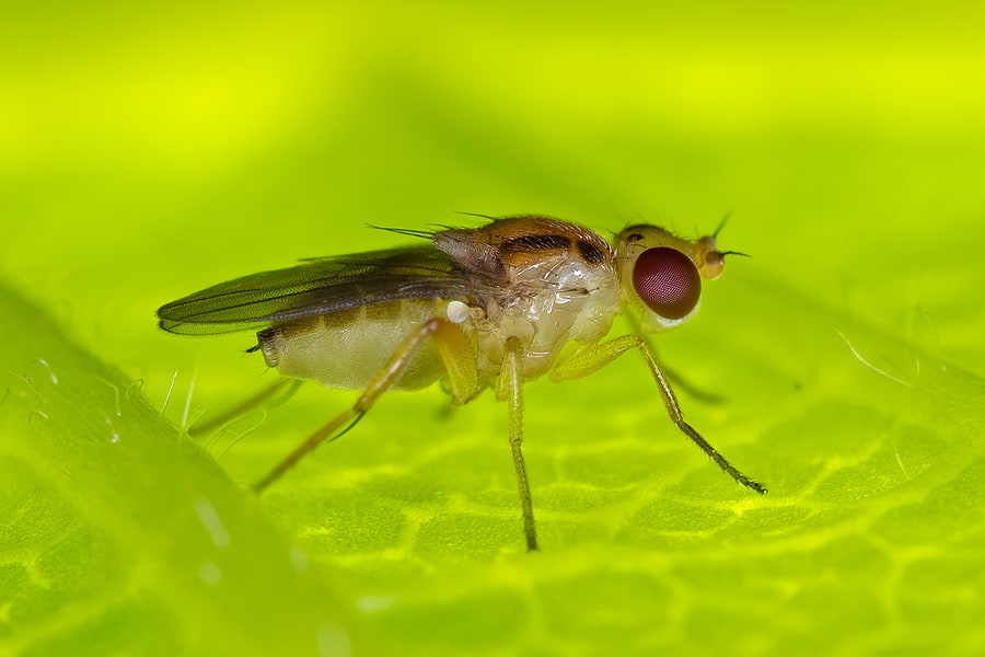 Common Florida Flies to Look Out For